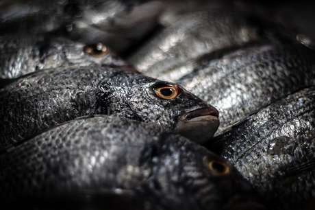 شنای اسیدی ماهیان در "کشکان"